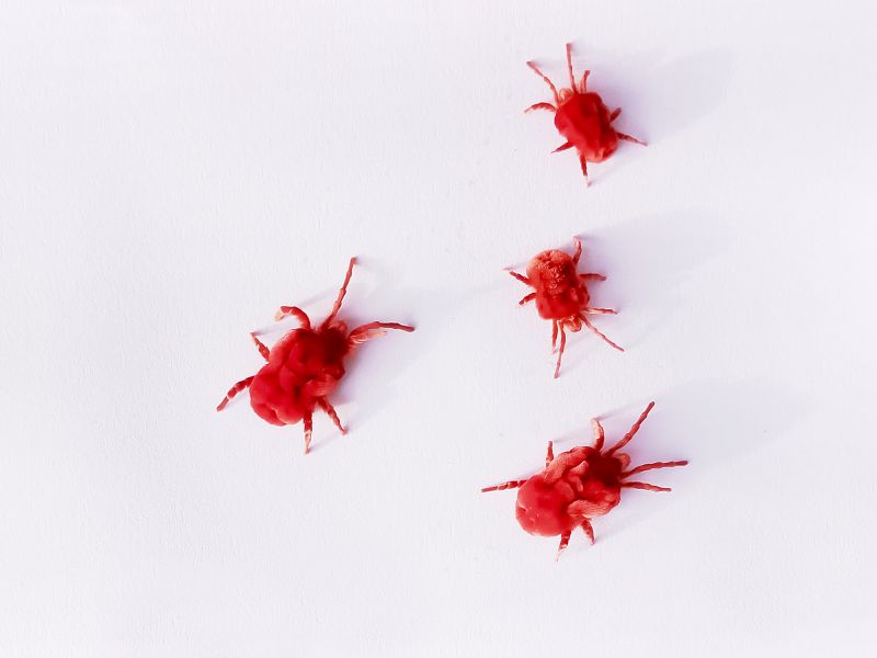 Mite Removal