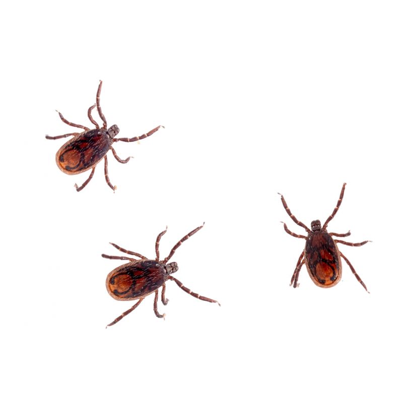 Common Flea And Tick Problems In Homes And Yards