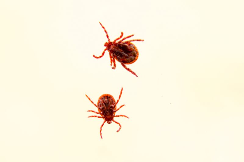 Mite Removal