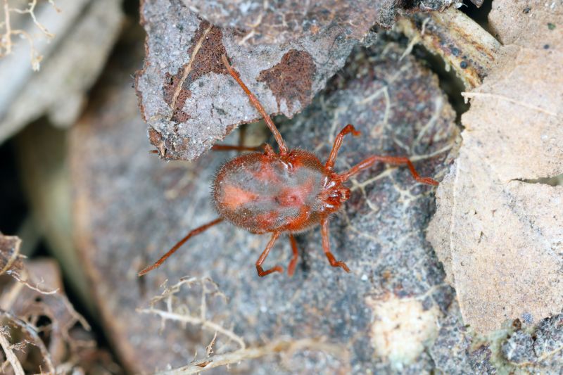 Seasonal Mite Activity Patterns