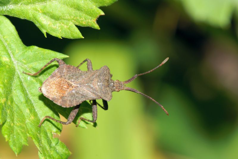 Seasonal Stinkbug Activity And When Control Is Most Effective