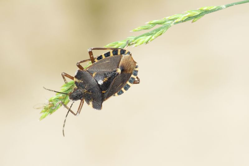 Seasonal Stinkbug Activity And When Control Is Most Effective