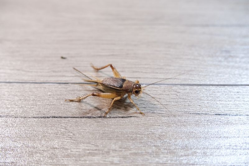 Why Crickets Invade Homes And How To Stop Them