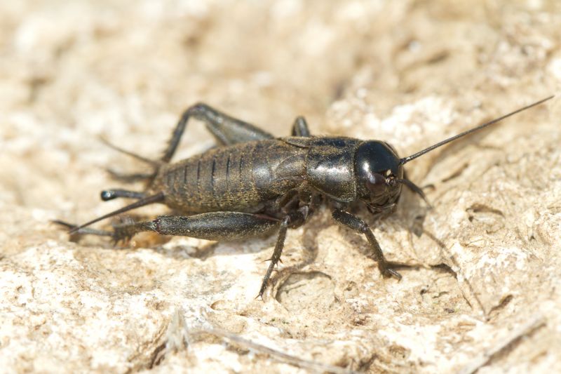 Why Crickets Invade Homes And How To Stop Them