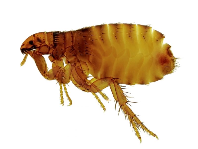 Why Professional Flea And Tick Pest Control Is Important